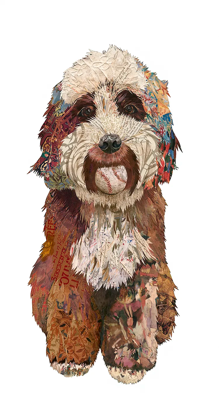 Aussie Doodle Rollie